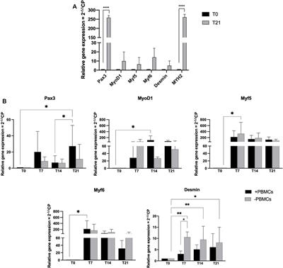 Peripheral blood mononuclear cells contribute to myogenesis in a 3D bioengineered system of bone marrow mesenchymal stem cells and myoblasts